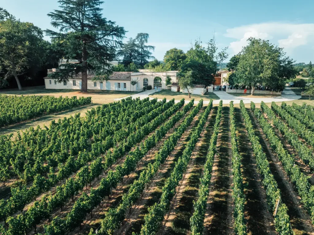 Vignes autour du Château de l’Hospital à Portets