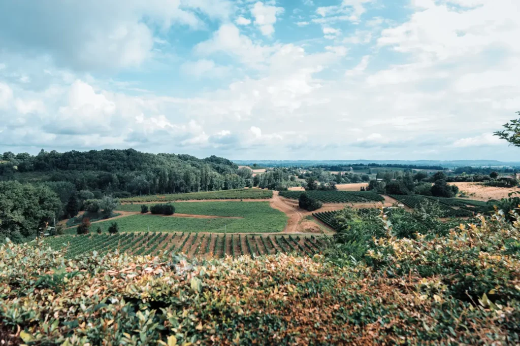 Vue panoramique sur les vignes en Gironde